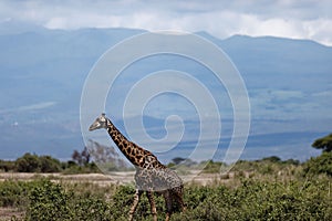 Masai giraffe walking in Amboseli National Park. Kenya, East Africa.