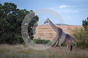 Masai giraffe walking through grass by trees