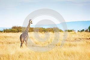 Masai Giraffe Walking in Kenya Africa