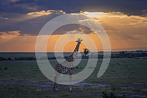 Masai Giraffe walking at sunset in Masai Mara ,Kenya.