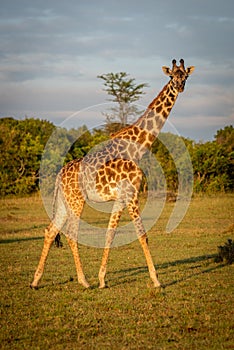 Masai giraffe walks across grass at dawn