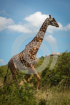 Masai giraffe walks through bushes past bandas photo
