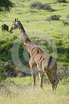 Masai Giraffe walks in Lewa Wildlife Conservancy, North Kenya, Africa photo