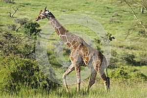 Masai Giraffe walks in Lewa Wildlife Conservancy, North Kenya, Africa