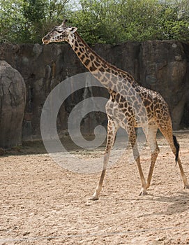 Masai Giraffe in zoo