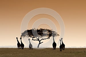 Masai giraffes