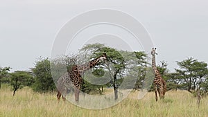 Masai Giraffes grazing in the thicket