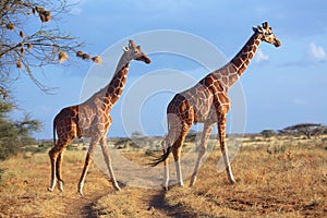 Masai giraffes at samburu national