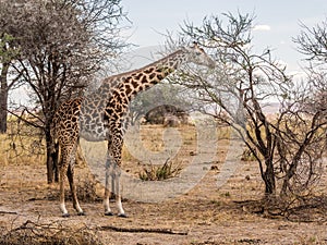 Masai girrafe