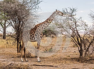 Masai girrafe