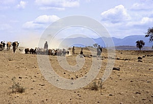 Masai herd