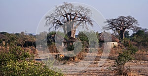 Masai Huts