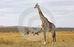 Masai or Kilimanjaro Giraffe, giraffa camelopardalis tippelskirchii, with common zebra, Equus quagga, in hilly savannah landscape