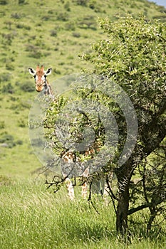 Masai or Kilimanjaro Giraffe stairs into camera at the Lewa Wildlife Conservancy, North Kenya, Africa