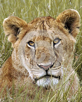 Masai Lioness