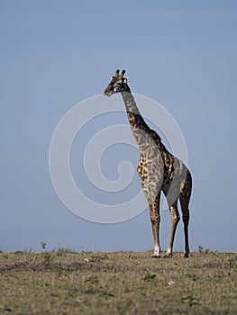 Masai or maasai giraffe, Giraffa tippelskirchi