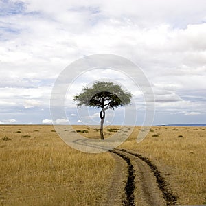 Masai mara