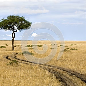 Masai mara