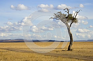 Masai mara