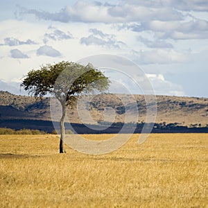 Masai mara