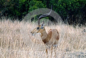 Masai mara