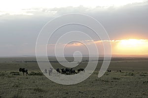 Masai Mara