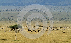 Masai-Mara