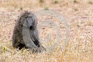 Masai Mara Baboon
