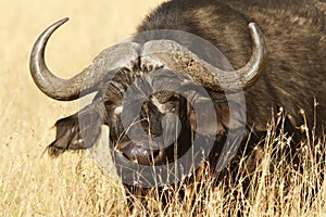 Masai Mara Cape Buffalo photo