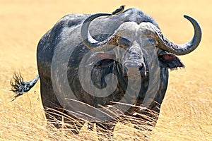 Masai Mara Cape Buffalo