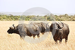 Masai Mara Cape Buffalo