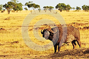 Masai Mara Cape Buffalo