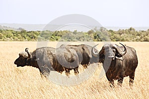 Masai Mara Cape Buffalo photo