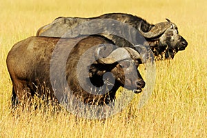 Masai Mara Cape Buffalo photo