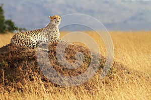 Masai Mara Cheetah photo