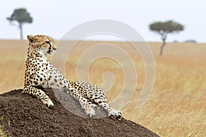 Masai Mara Cheetah