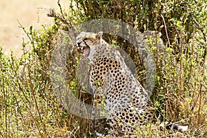 Masai Mara Cheetah