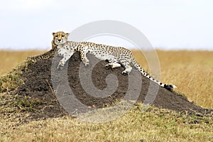 Masai Mara Cheetah