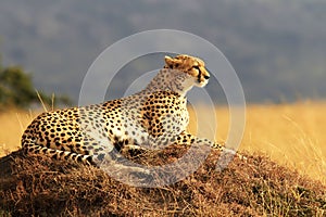 Masai Mara Cheetah