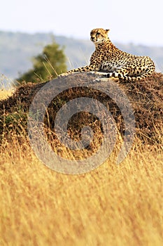 Masai Mara Cheetah