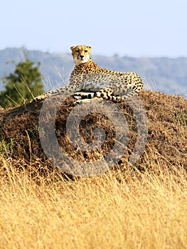 Masai Mara Cheetah