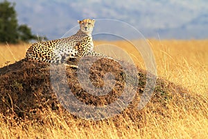 Masai Mara Cheetah