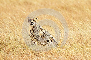 Masai Mara Cheetah