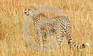 Masai Mara Cheetah