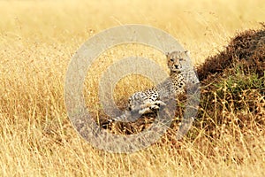 Masai Mara Cheetah Cub