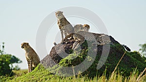 Masai Mara Cheetah Family in Africa, African Wildlife Animals in Kenya, Mother and Young Baby Cheeta