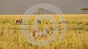 Masai Mara Cheetah Hunting Warthog on a Hunt in Africa, African Wildlife Animals in Kenya on Safari