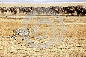 Masai Mara Cheetah Stalking Wildebeest photo