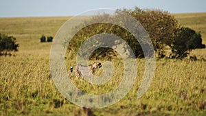 Masai Mara Cheetah Walking in Long Savanna Grass, African Safari Wildlife Animal in Savannah Grasses