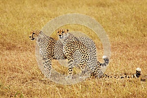 Masai Mara Cheetahs